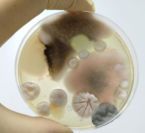 mold testing in a petri glass