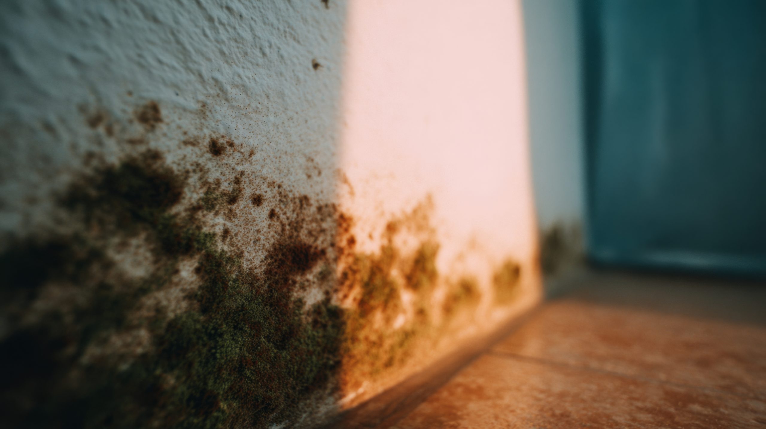 elite mold testing assessment 2026 08 03T16 51 21.405548Z close up view of mold growth on a damp wall showcasing textures and colors in a dimly lit environment photo