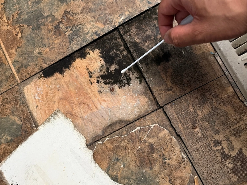 (Blog) How to Perform a DIY Mold Inspection and When to Call a Pro
